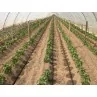 esempi di applicazione Tubo irrigazione a goccia Manichetta gocciolante DG 20 100 M Aquadrop irrifarma.it