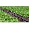 Dettagli applicazioni Manichetta gocciolante passo 20 T-TAPE 508/20 da 2300 metri Rivulis irrifarma.it