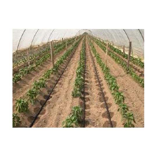 esempio di applicazione Manichetta gocciolante T-Tape 508/15 Rivulis 2300 m passo 15 cm irrifarma.it