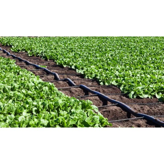 esempio di applicazione Manichetta gocciolante T-Tape 508/15 Rivulis 2300 m passo 15 cm irrifarma.it