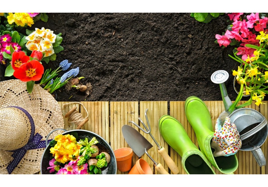 Le migliori piante antizanzare da giardino: naturali, profumate ed efficaci