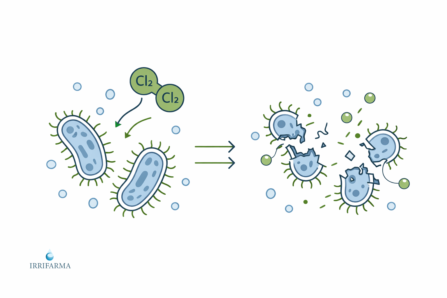 Illustrazione dell’azione del cloro che ossida e inattiva i batteri presenti nell’acqua di pozzo