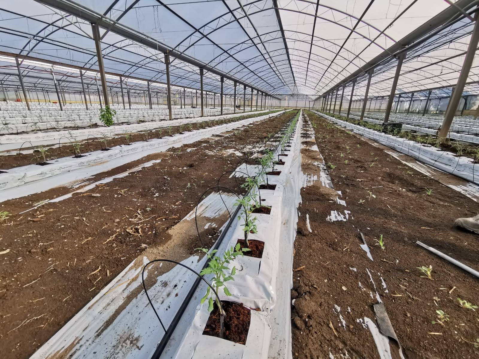 Impianto di irrigazione automatico e fertirrigazione realizzato da Irrifarma