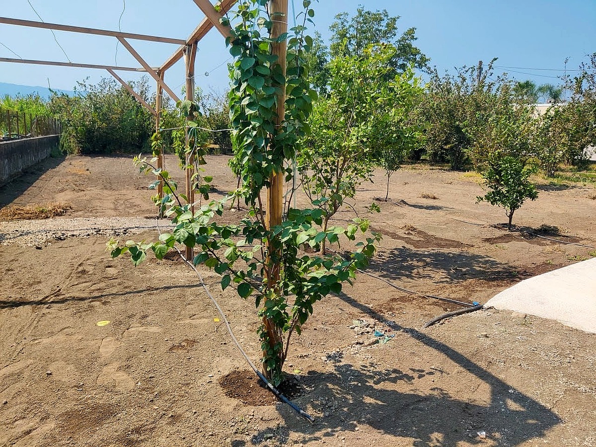 Impianto di irrigazione a goccia con tubo da 16 mm e gocciolatori su alberi da frutto